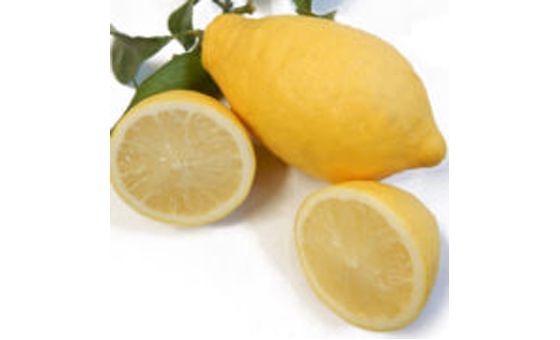 Cytrusy24.Pl