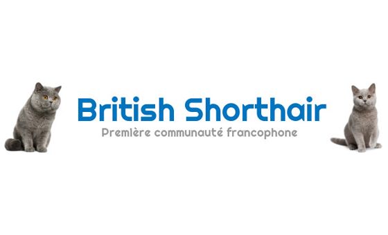 Britishorthair.com Britishorthair.com