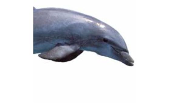 Dolphinfacts.com