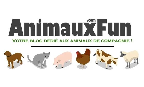 Animaux Fun