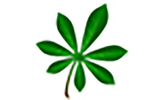 Flores y Plantas Flores y Plantas